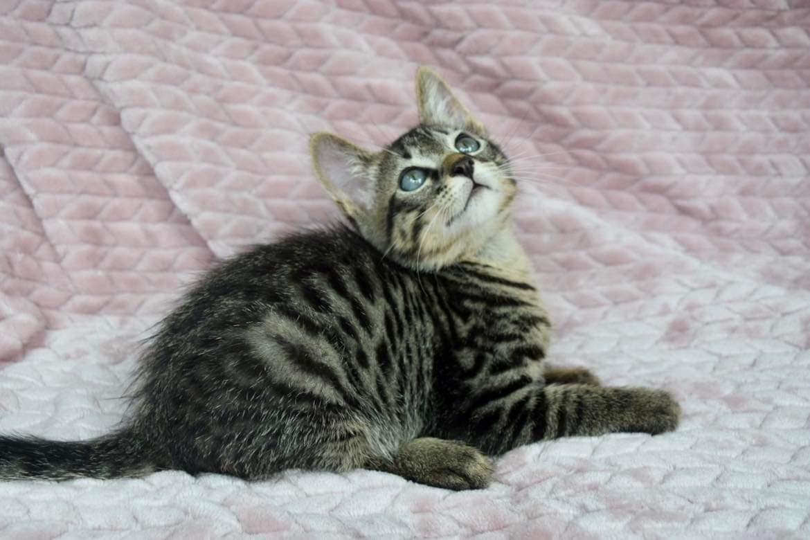 Gilligan, a Adoptable Tabby in Covington, LA image 3/6