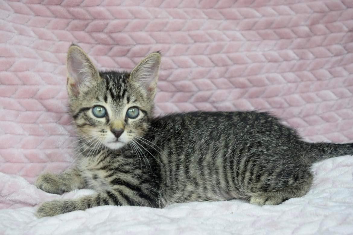 Gilligan, a Adoptable Tabby in Covington, LA image 4/6