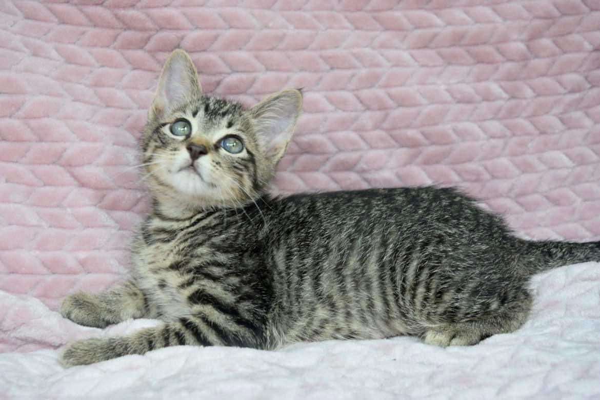 Gilligan, a Adoptable Tabby in Covington, LA image 6/6