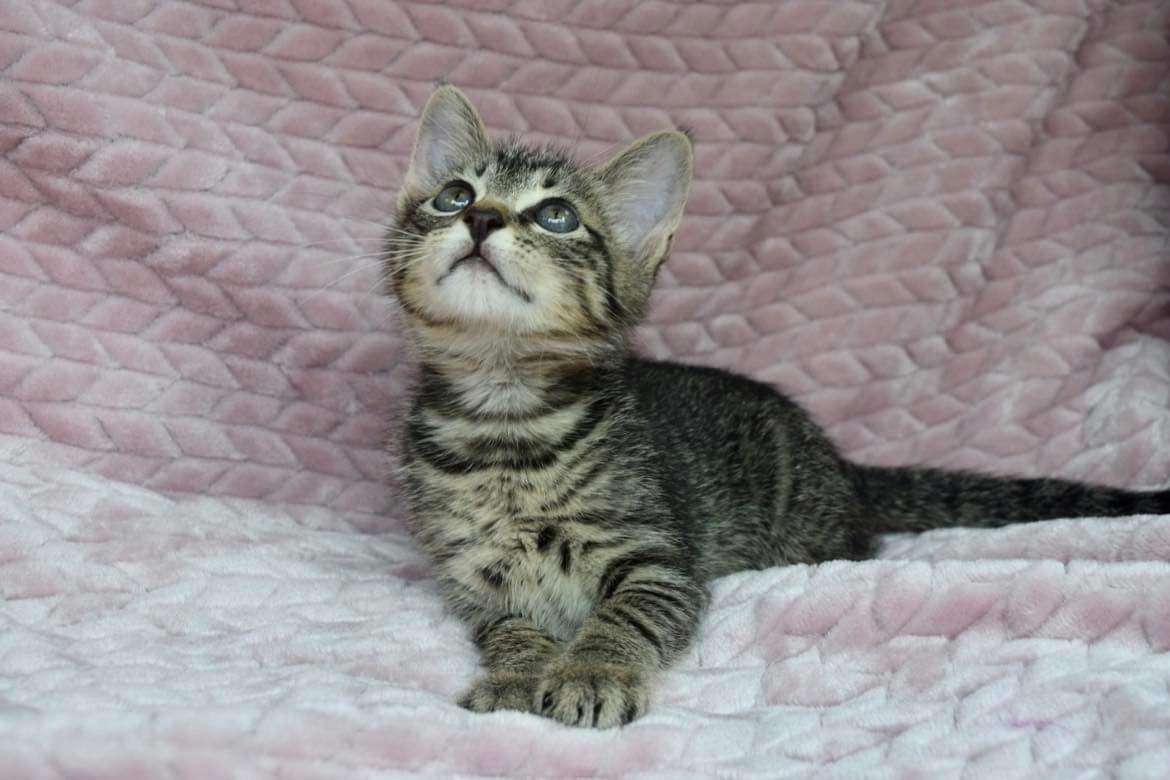 Gilligan, a Adoptable Tabby in Covington, LA image 2/6