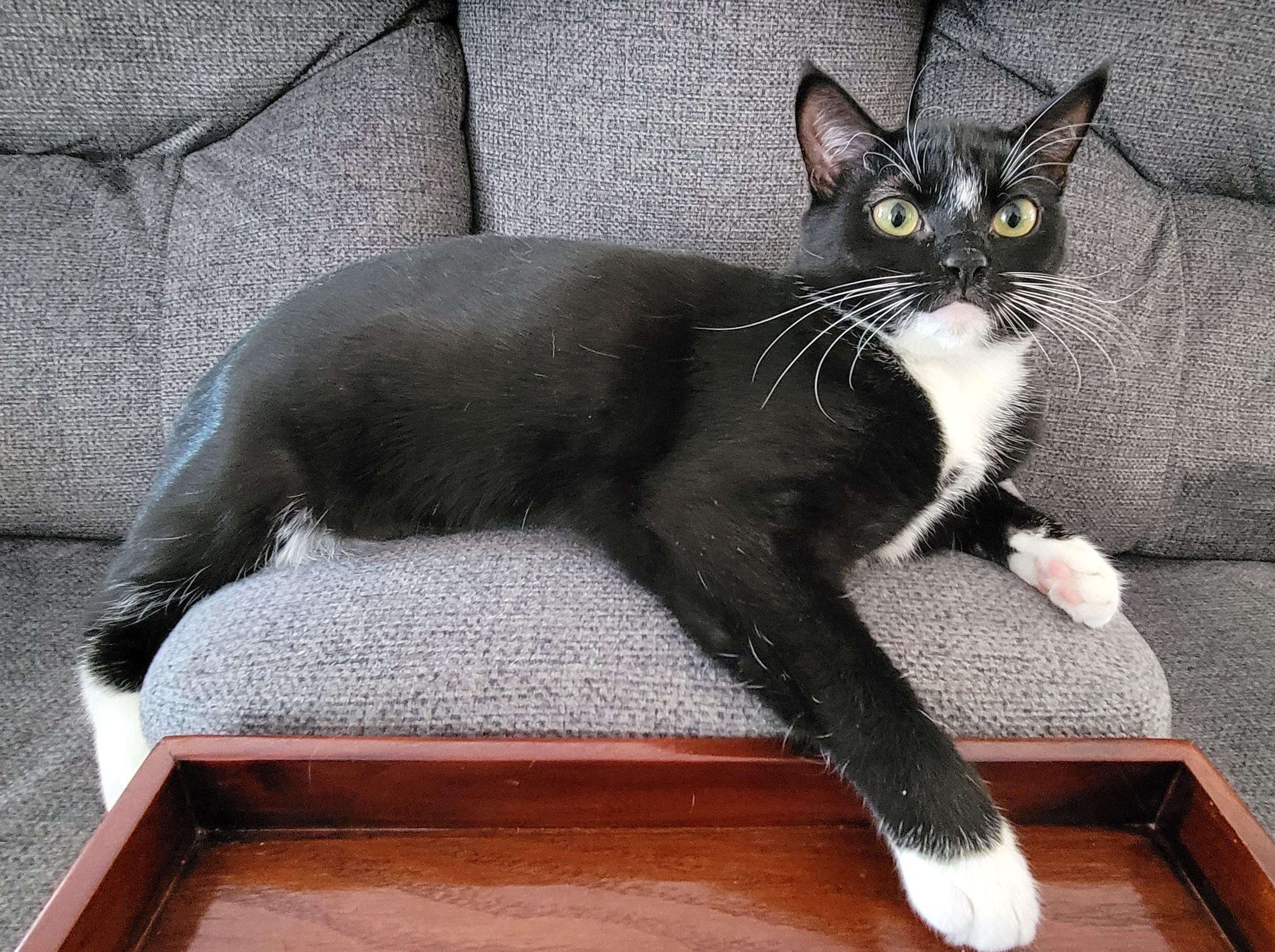 Jewel, Adoptable, Young Female Domestic Short Hair.