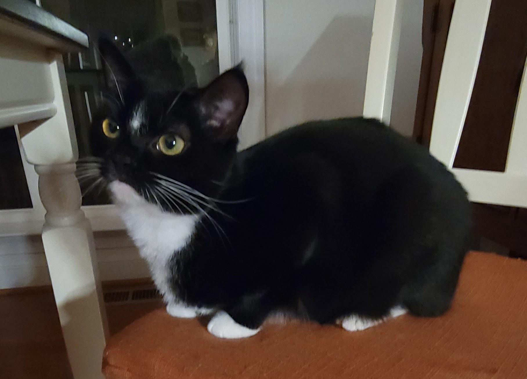 Enlarge Jewel, a Adoptable Domestic Short Hair in Aylett, VA image 1/2