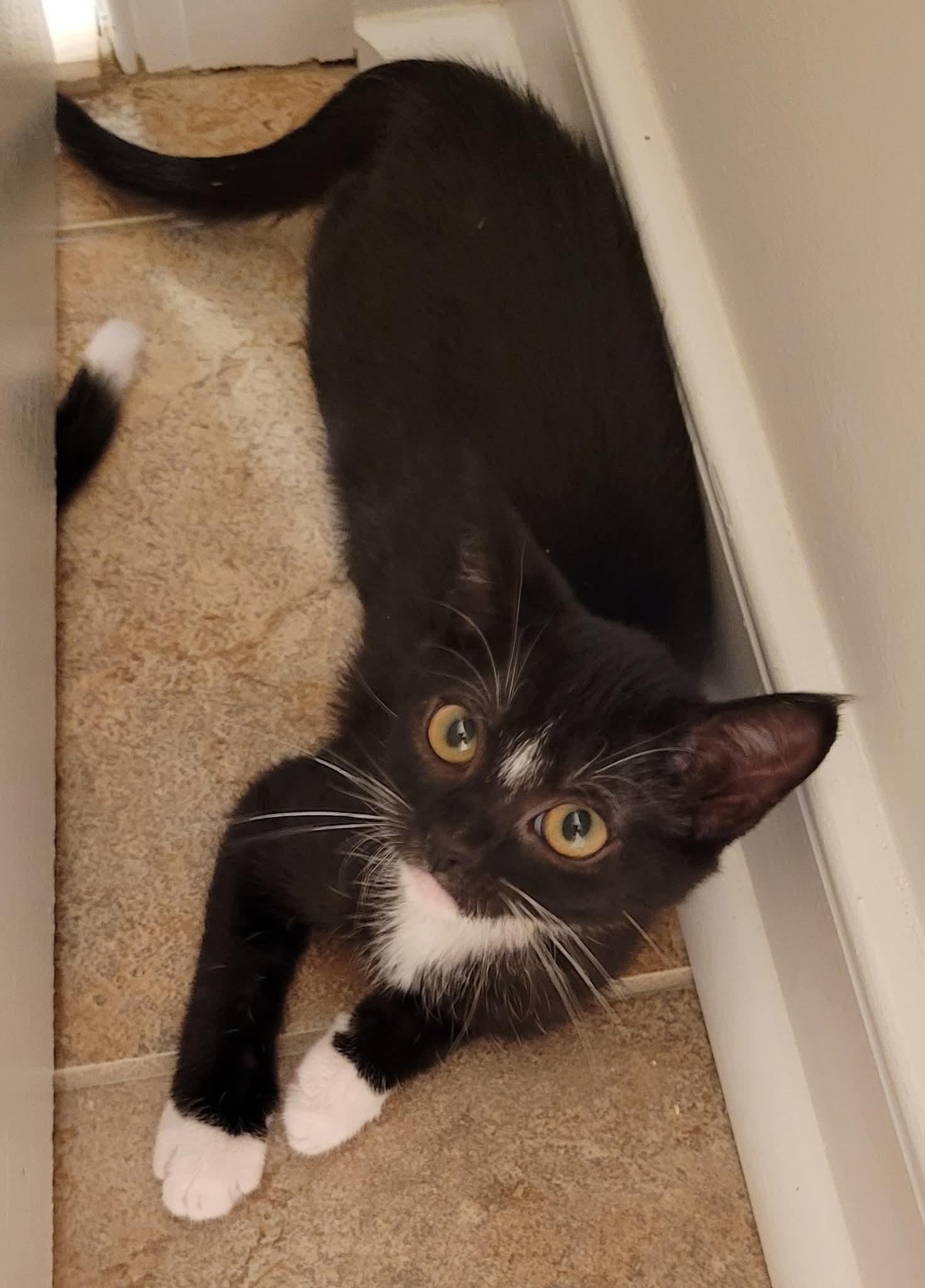 Enlarge Jewel, a Adoptable Domestic Short Hair in Aylett, VA image 2/2