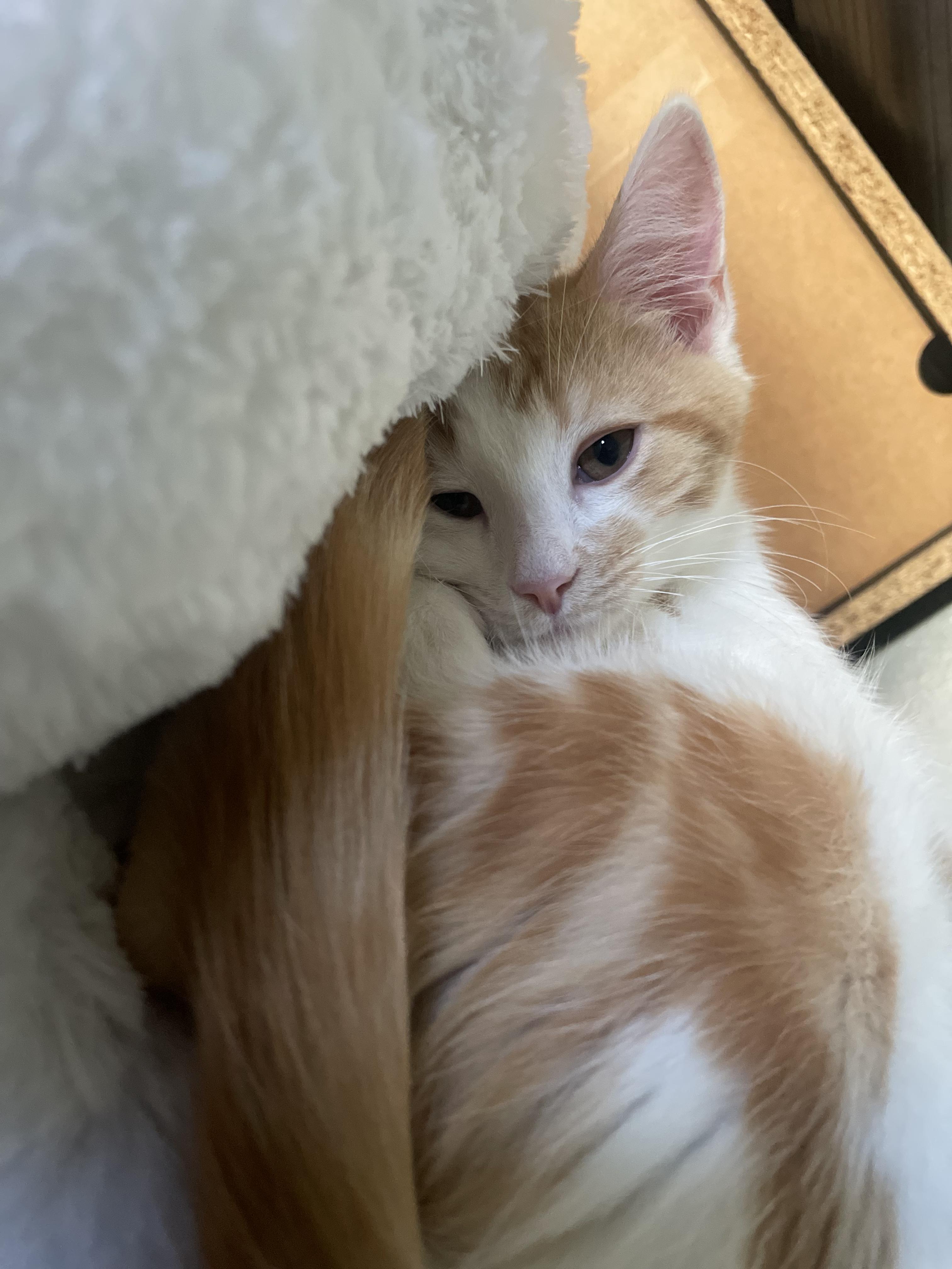 Miguel, a Adopted American Shorthair in Cincinnati, OH image 3/6