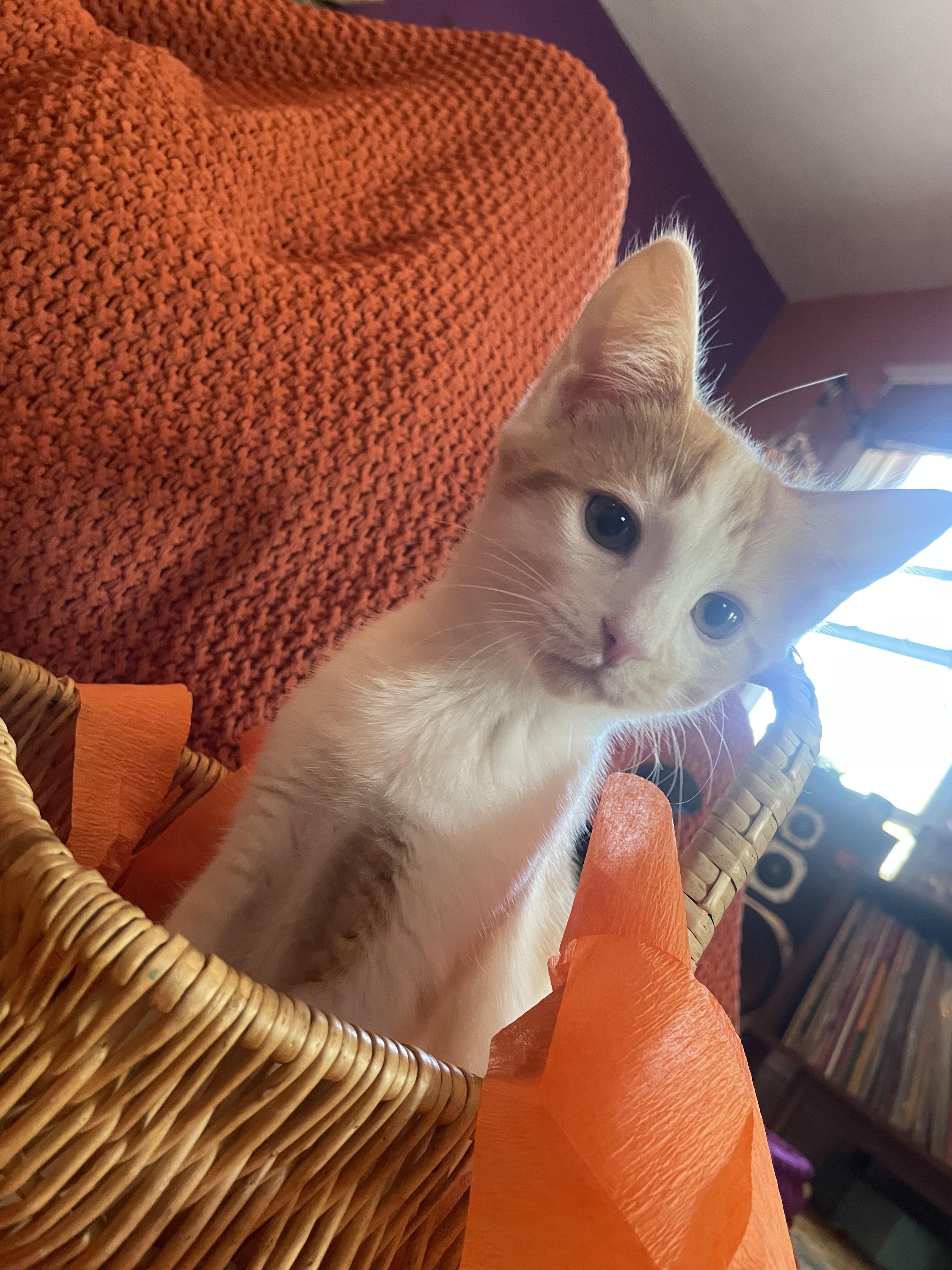 Miguel, a Adopted American Shorthair in Cincinnati, OH image 6/6