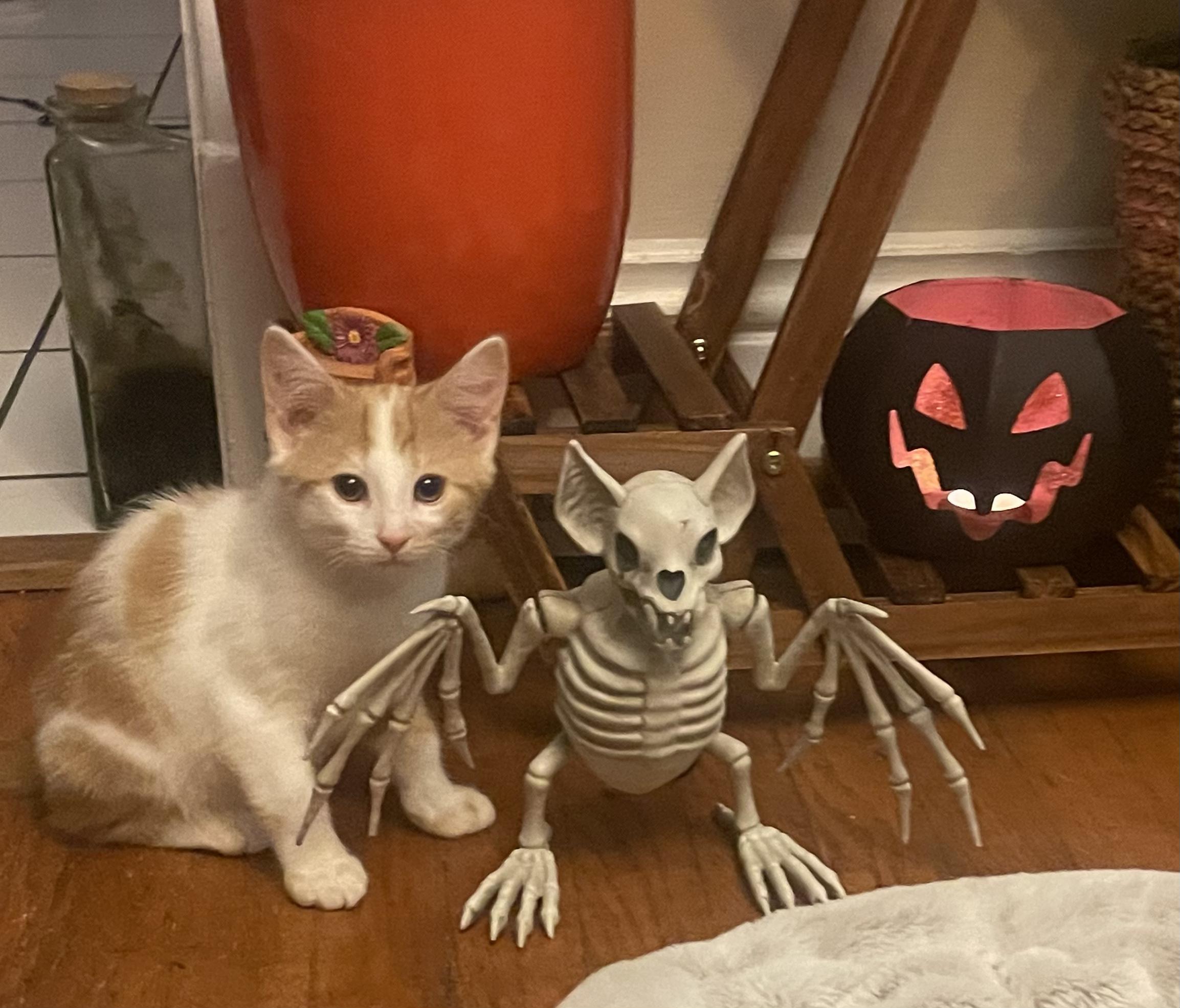 Miguel, a Adopted American Shorthair in Cincinnati, OH image 5/6