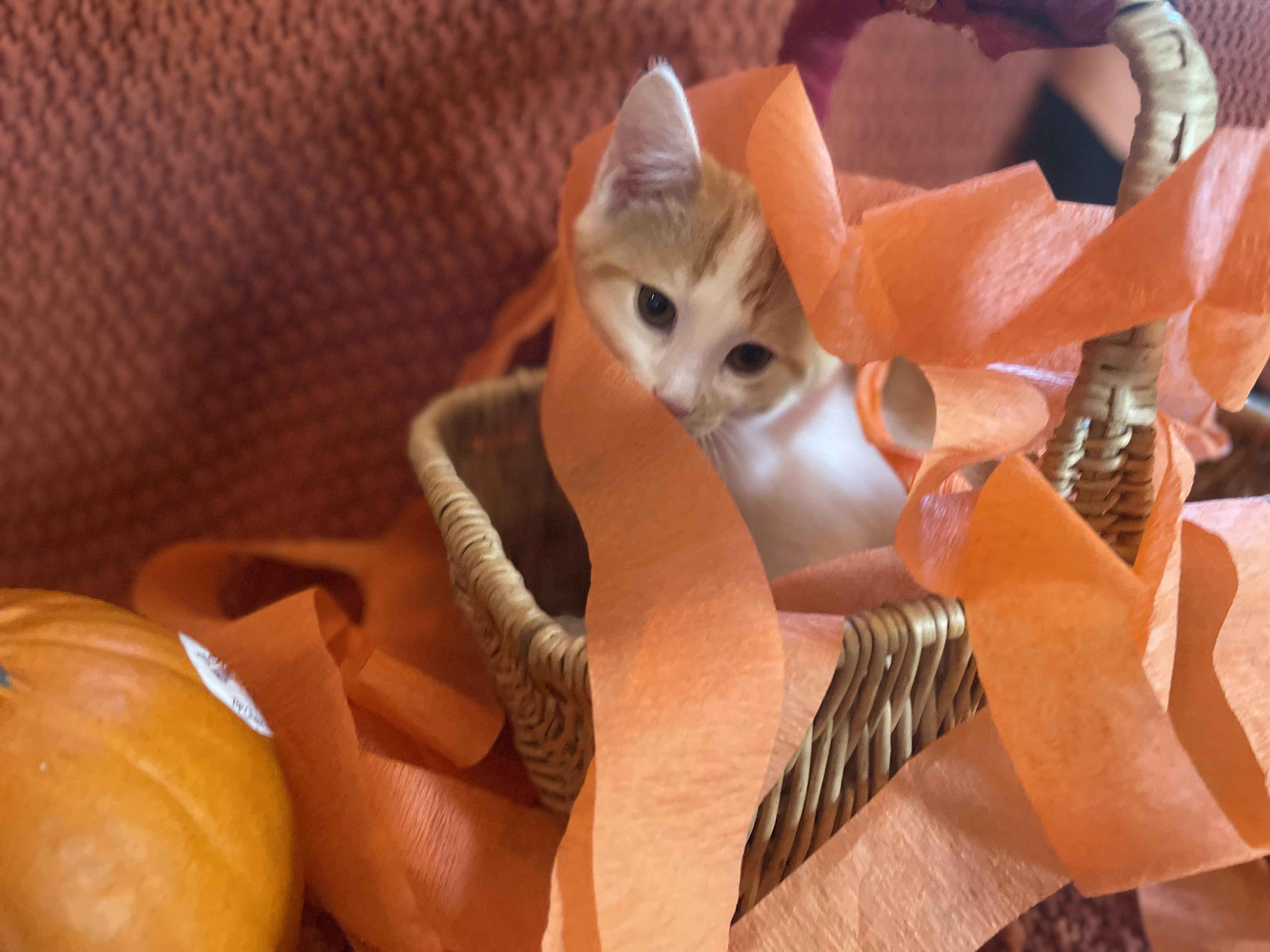 Miguel, a Adopted American Shorthair in Cincinnati, OH image 1/6