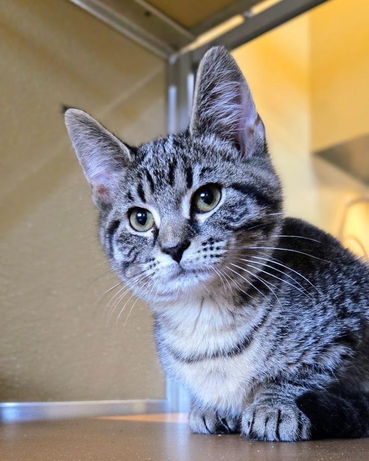 Enlarge Razzle, a Adoptable Domestic Short Hair in Douglasville, GA image 1/3