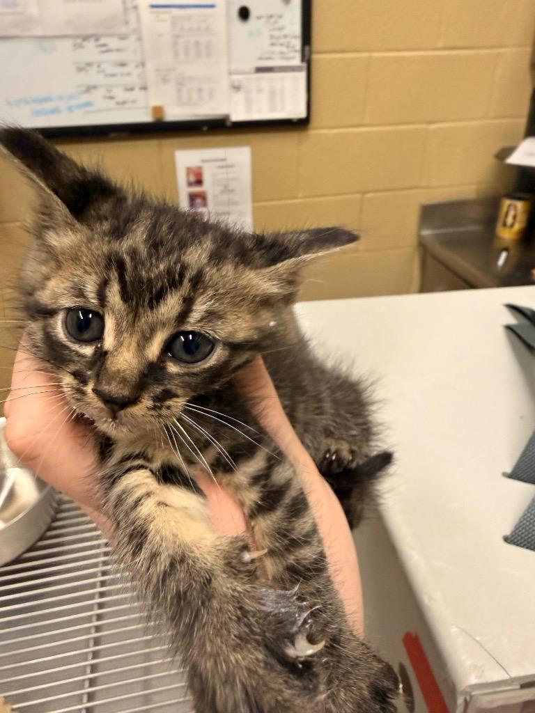 Razzle, Adoptable, Kitten Male Domestic Short Hair.