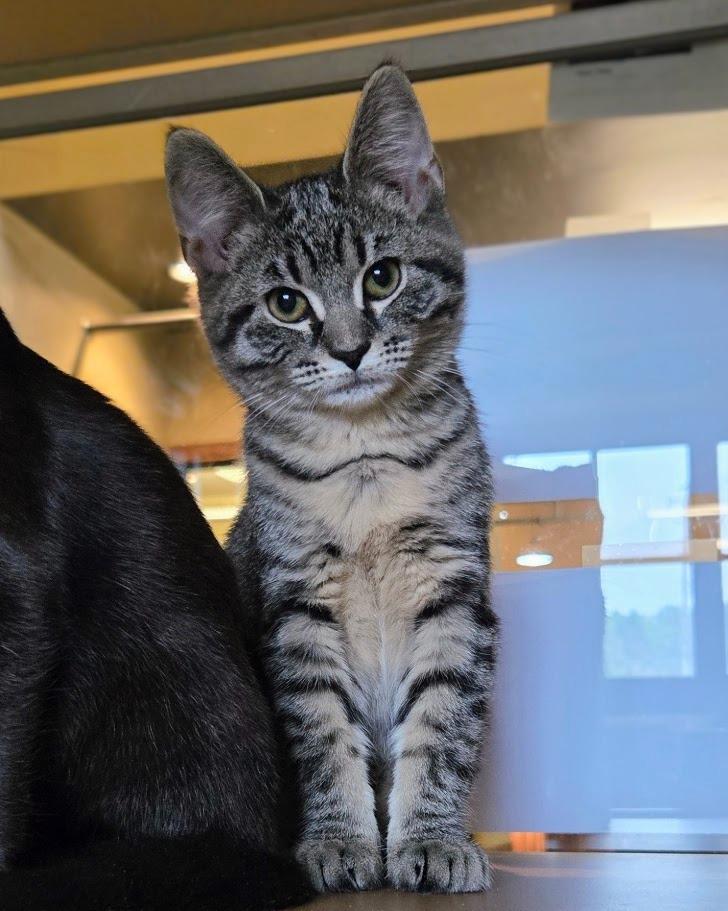 Enlarge Razzle, a Adoptable Domestic Short Hair in Douglasville, GA image 3/3