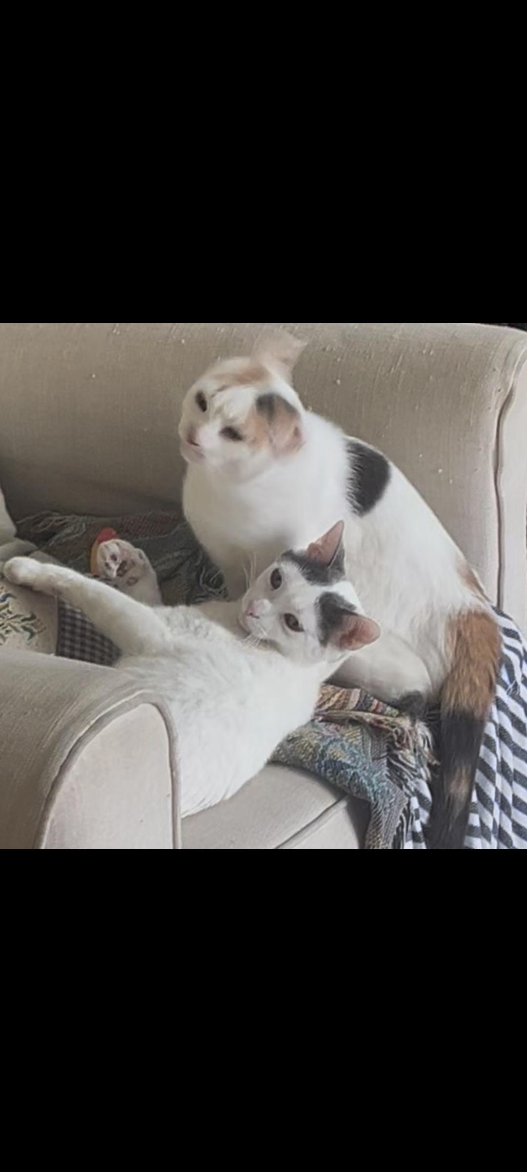 Precious thumbnail 3