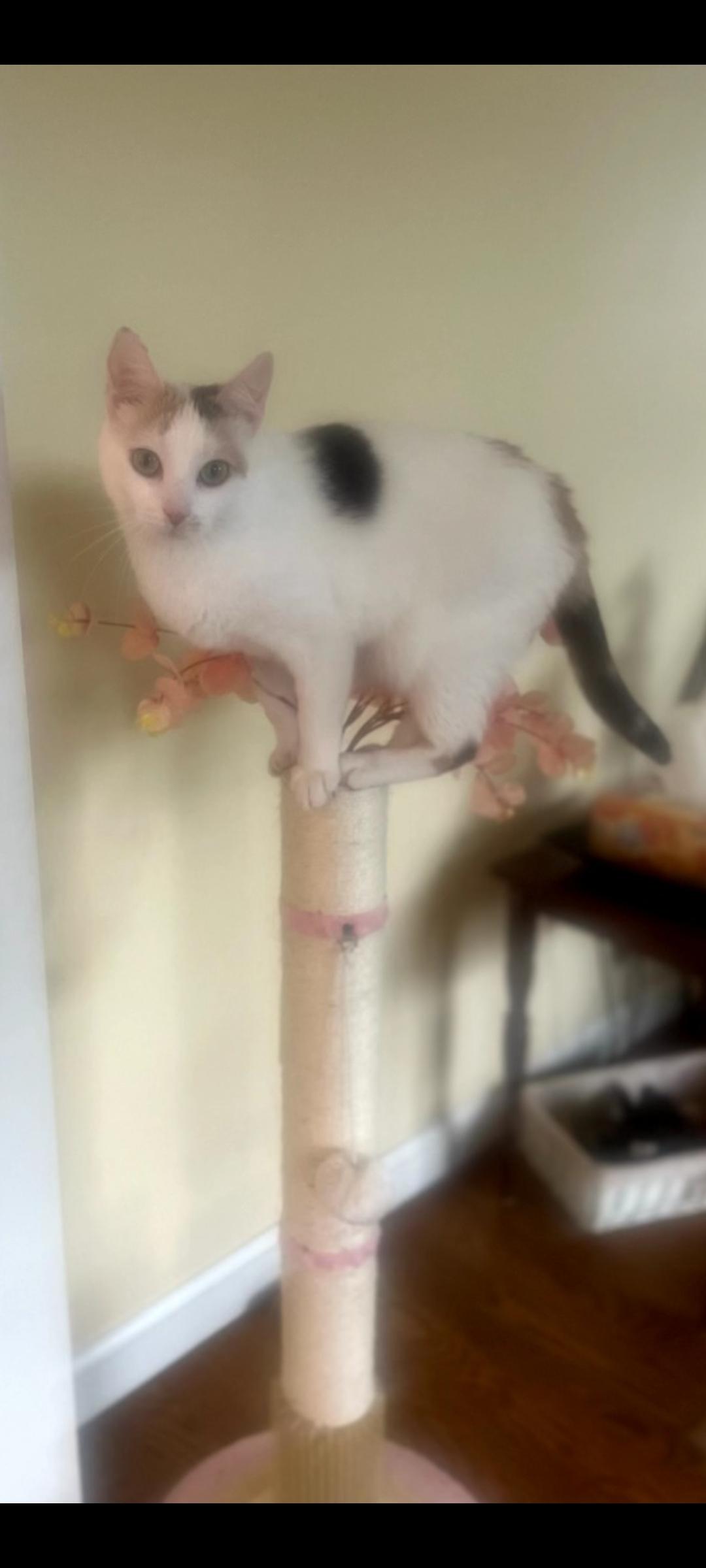 Precious thumbnail 7