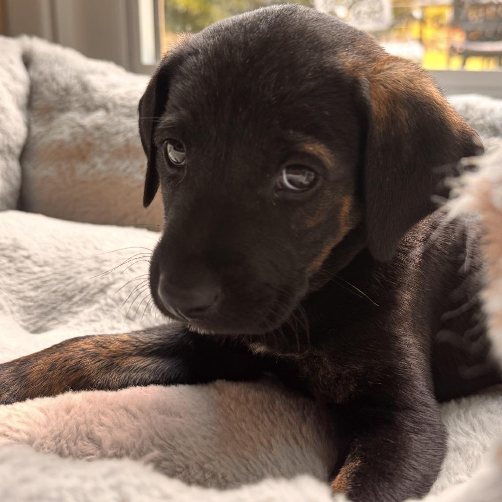 Anya, an adopted mixed breed in Stokesdale, NC image 1/2
