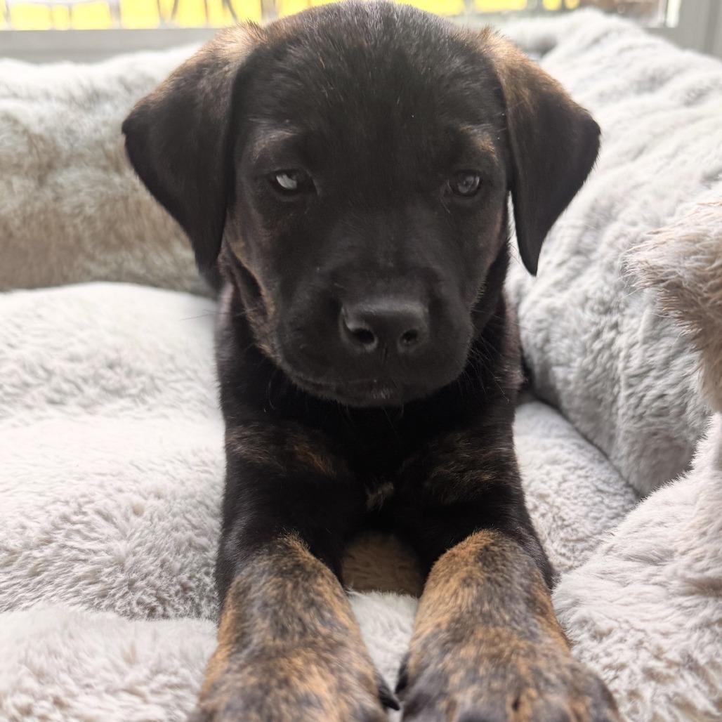 Anya, an adopted mixed breed in Stokesdale, NC image 2/2