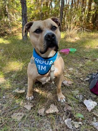 Marley, Adoptable, Young Male American Staffordshire Terrier & Mixed Breed.