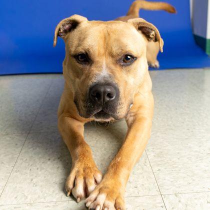 Enlarge Marley, a Adoptable mixed breed in Hamilton, NJ image 2/4