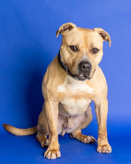 Enlarge Marley, a Adoptable mixed breed in Hamilton, NJ image 3/3