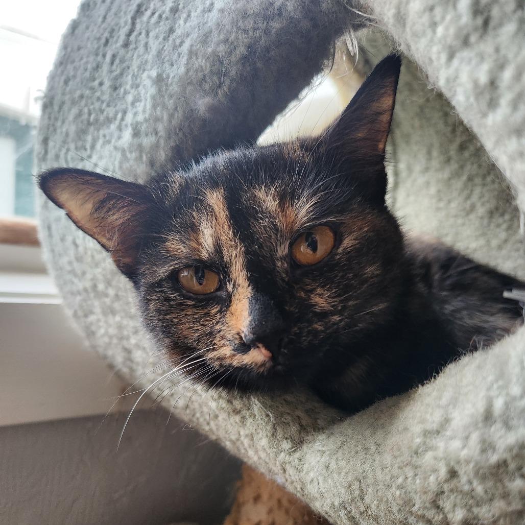 Mimosa, Adoptable, Young Female Domestic Short Hair.