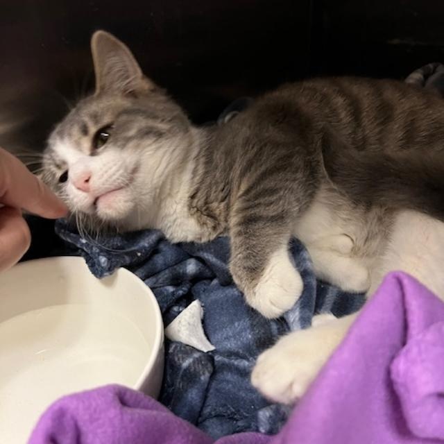 Fortune, Adoptable, Young Male Domestic Short Hair.