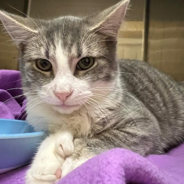 Enlarge Fortune, a Adoptable Domestic Short Hair in Kankakee, IL image 2/4