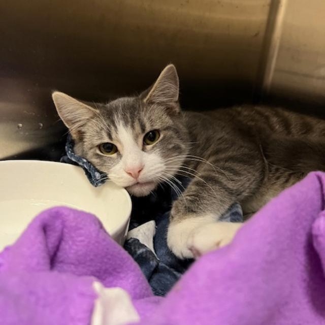 Fortune, Adoptable, Young Male Domestic Short Hair.
