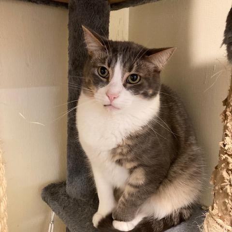 Fortune, Adoptable, Young Male Domestic Short Hair.