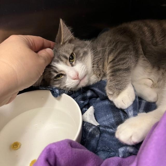 Enlarge Fortune, a Adoptable Domestic Short Hair in Kankakee, IL image 4/4