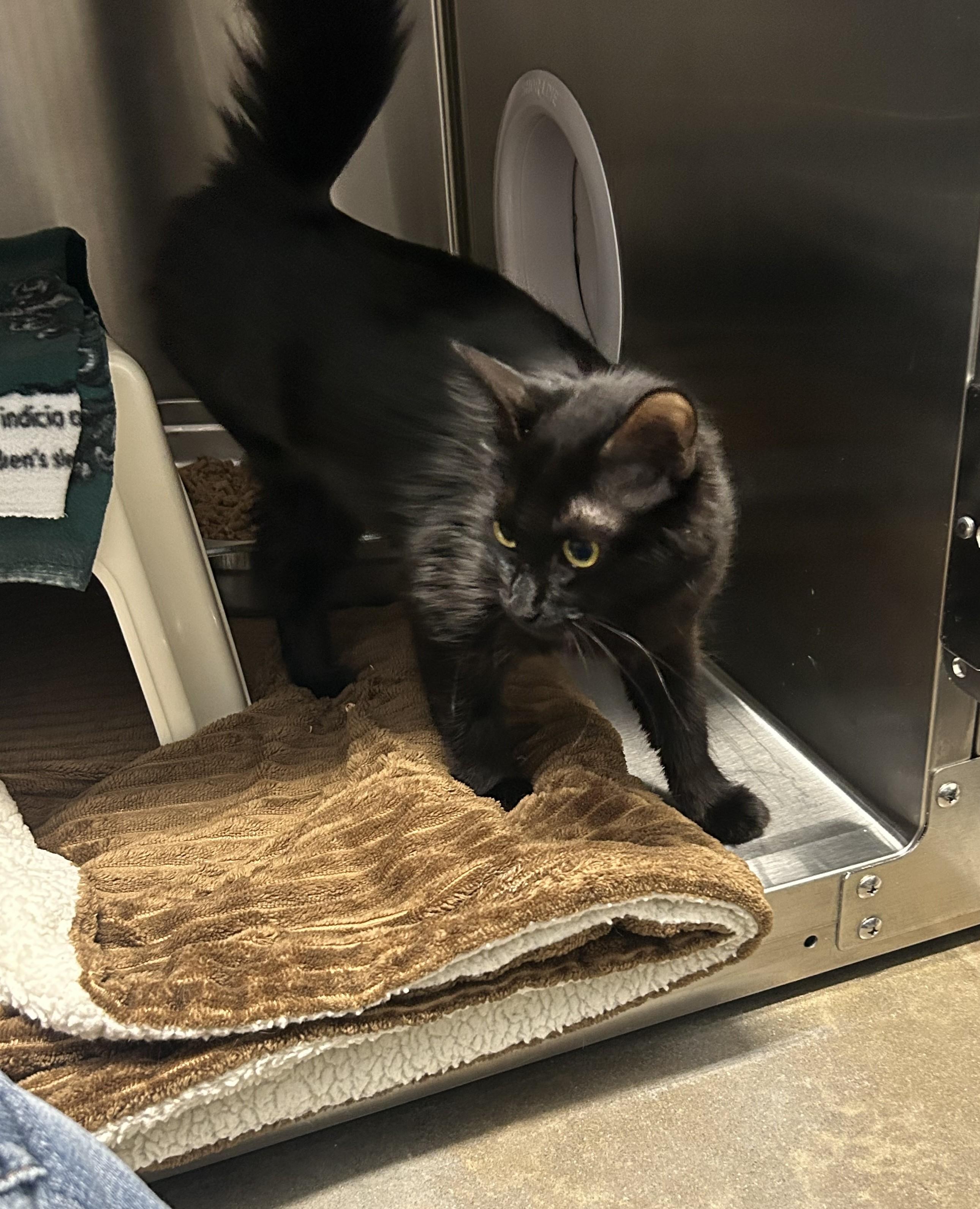 Elvira, an adoptable Domestic Short Hair in Juneau, AK, 99801 | Photo Image 1