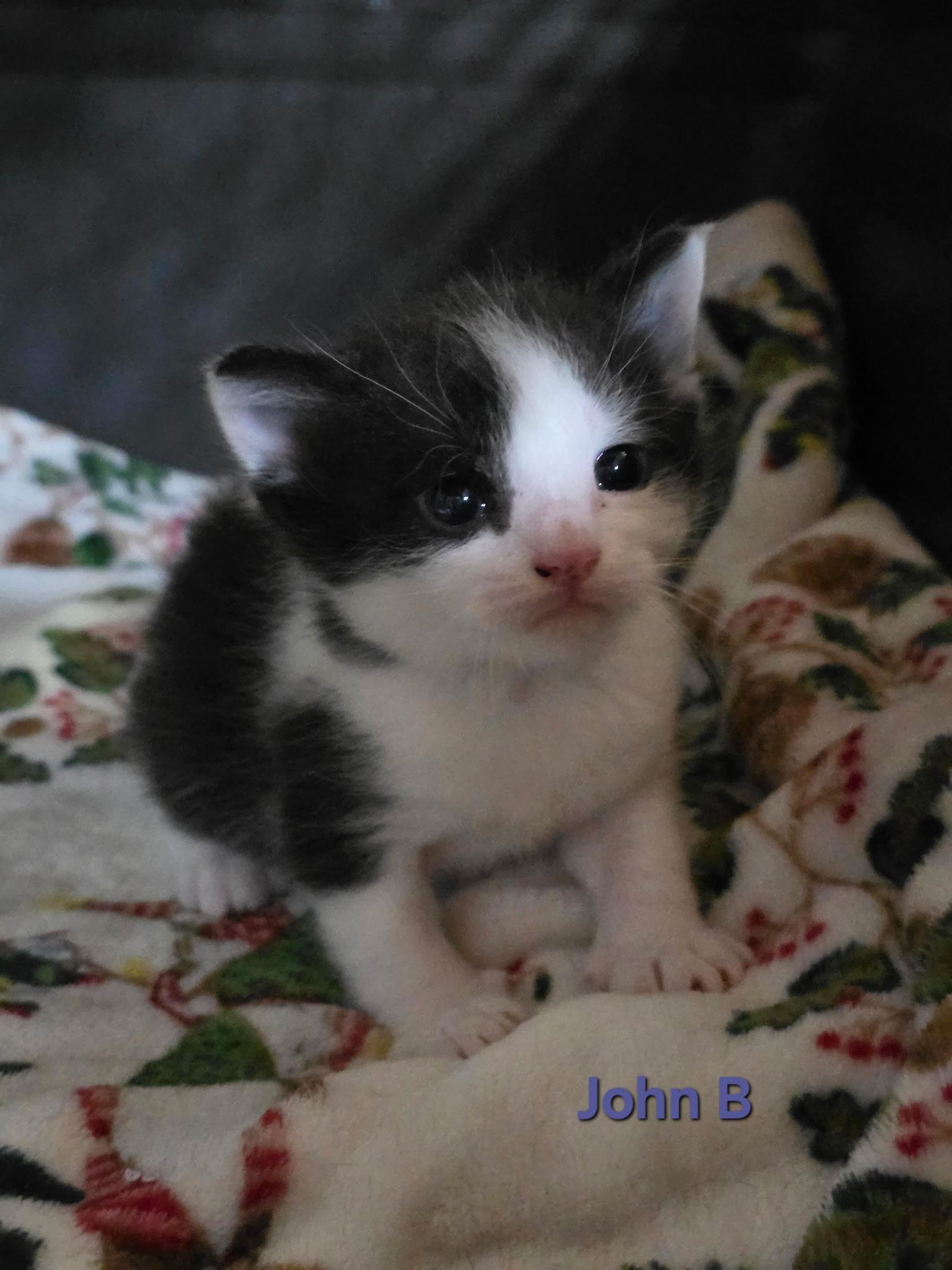 John B, adoptable, Kitten Male Domestic Short Hair.