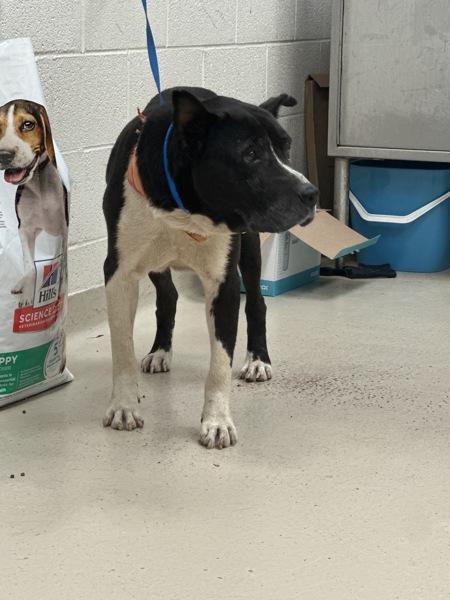 Rover (833), Adoptable, Senior Male Pit Bull Terrier & Labrador Retriever.