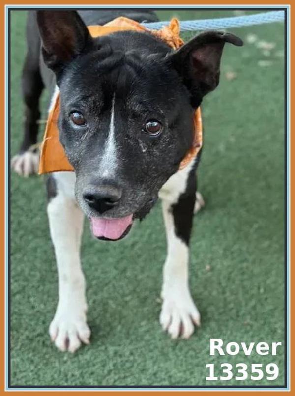 Enlarge Rover (833), a Adoptable mixed breed in Marietta, GA image 2/2