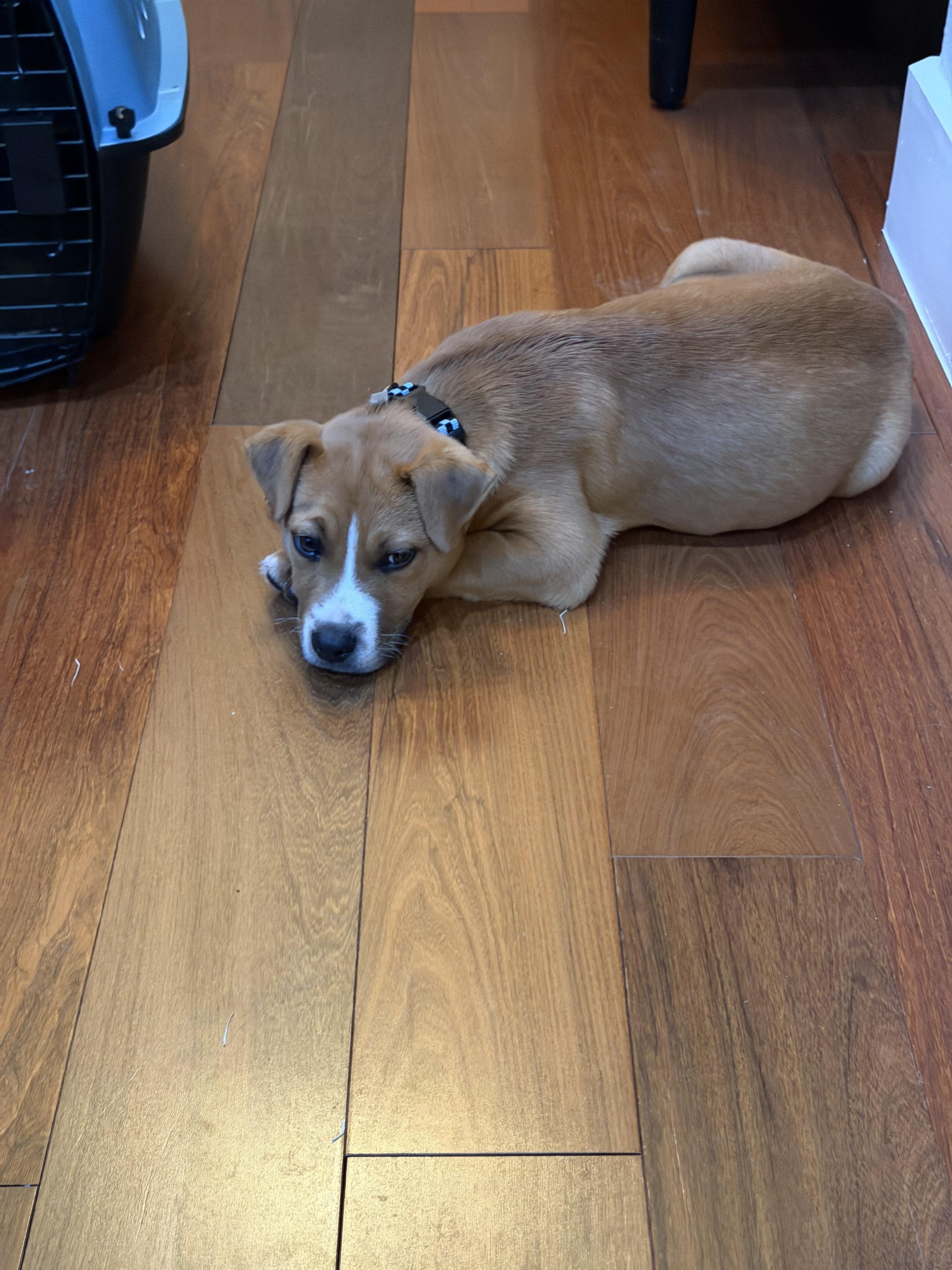 Enlarge Gary GDP, a Adoptable mixed breed in Dallas, TX image 2/2