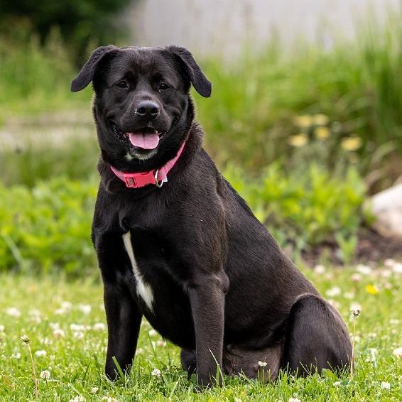 Ella Mae, a Adoptable mixed breed in Council Bluffs, IA image 1/4