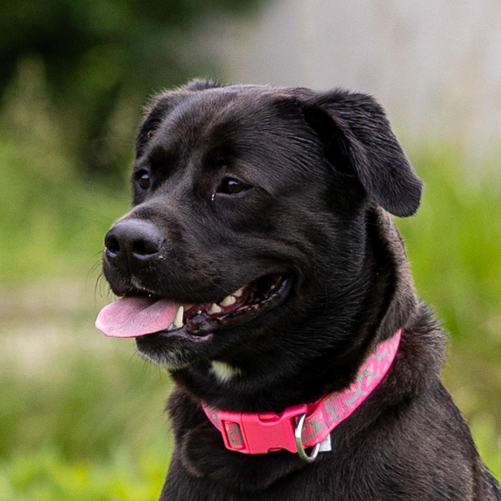 Ella Mae, a Adoptable mixed breed in Council Bluffs, IA image 2/4