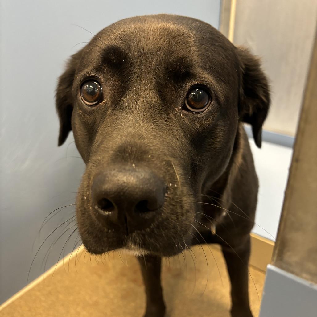 Ella Mae, a Adoptable mixed breed in Council Bluffs, IA image 3/4