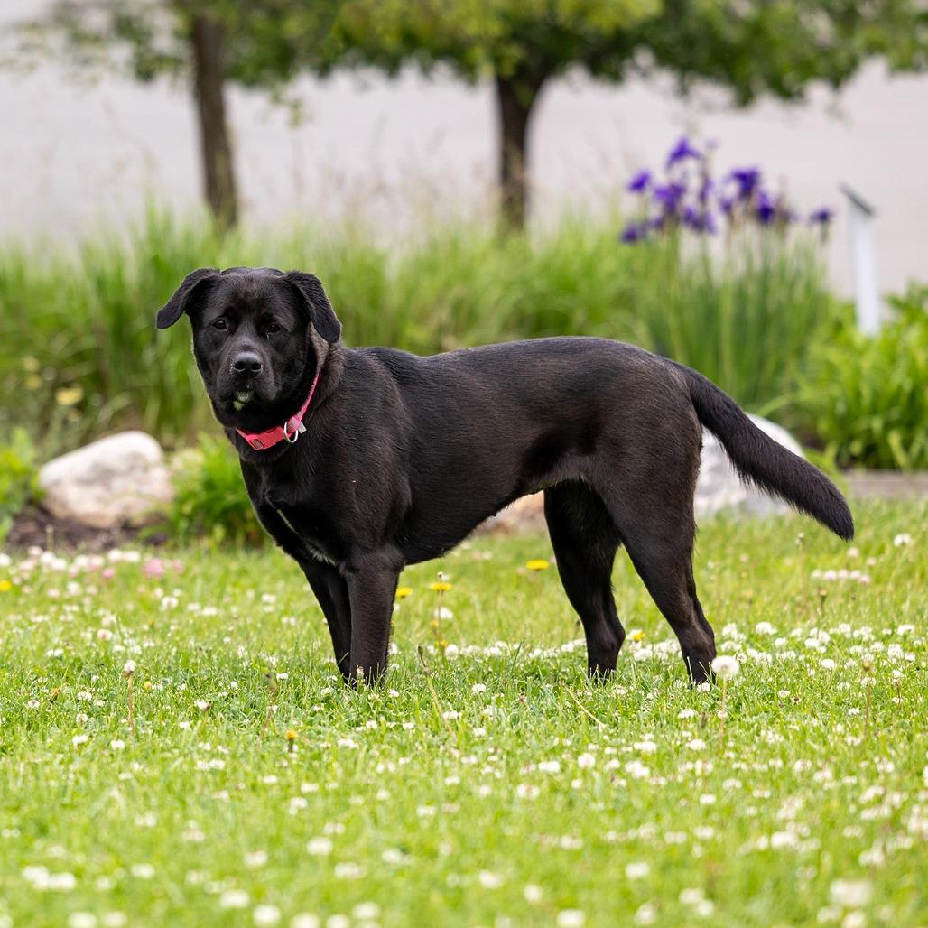 Ella Mae, a Adoptable mixed breed in Council Bluffs, IA image 4/4