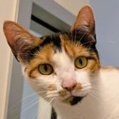 Twix, adopted, Young Female Domestic Short Hair.