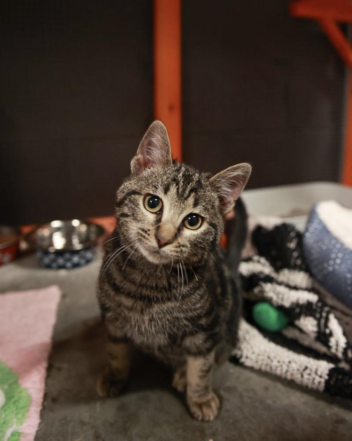 Enlarge Lux , an adopted Domestic Short Hair in Loogootee, IN image 2/3