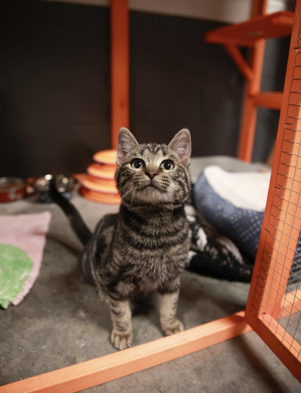 Enlarge Lux , an adopted Domestic Short Hair in Loogootee, IN image 1/3