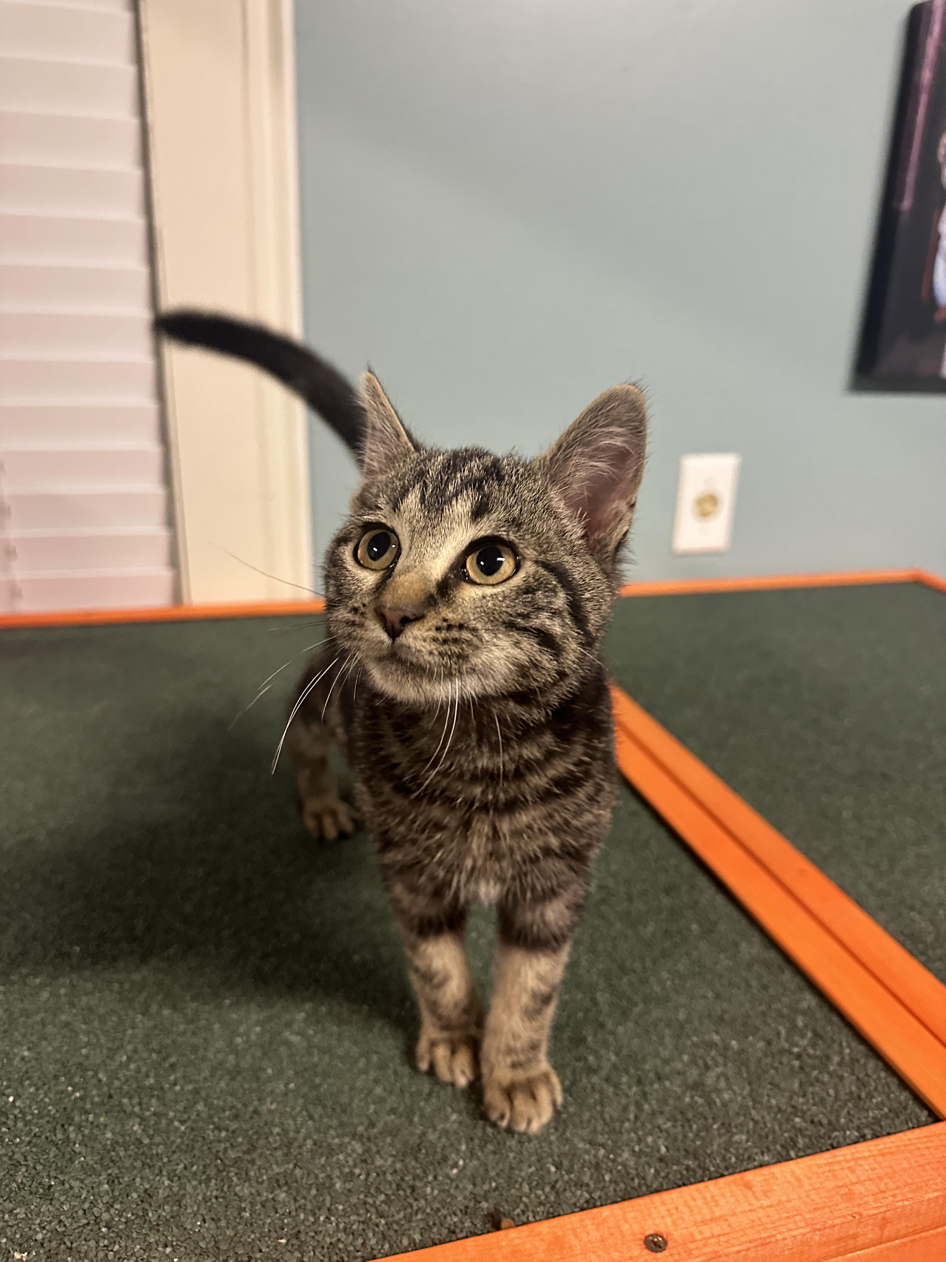 Enlarge Lux , an adopted Domestic Short Hair in Loogootee, IN image 3/3