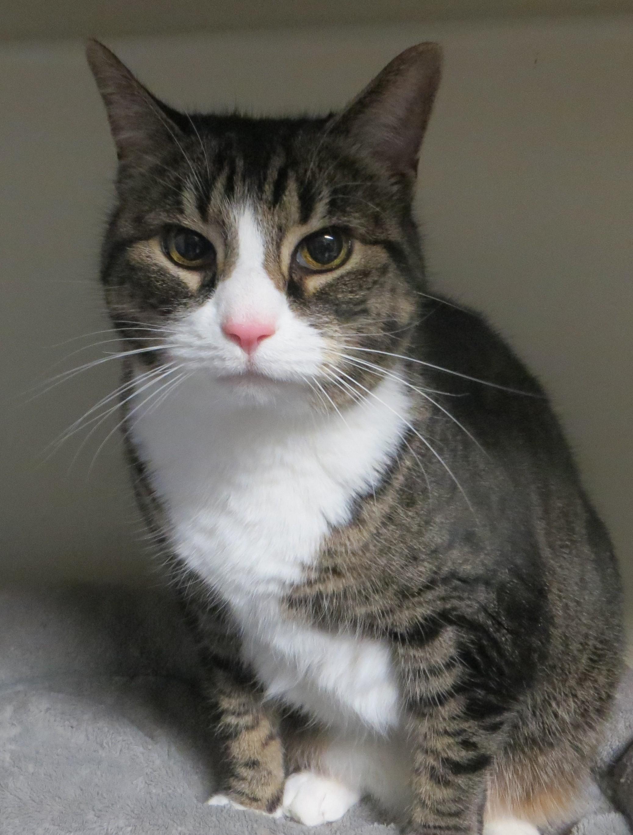 SADIE, Adoptable, Adult Female Tabby.