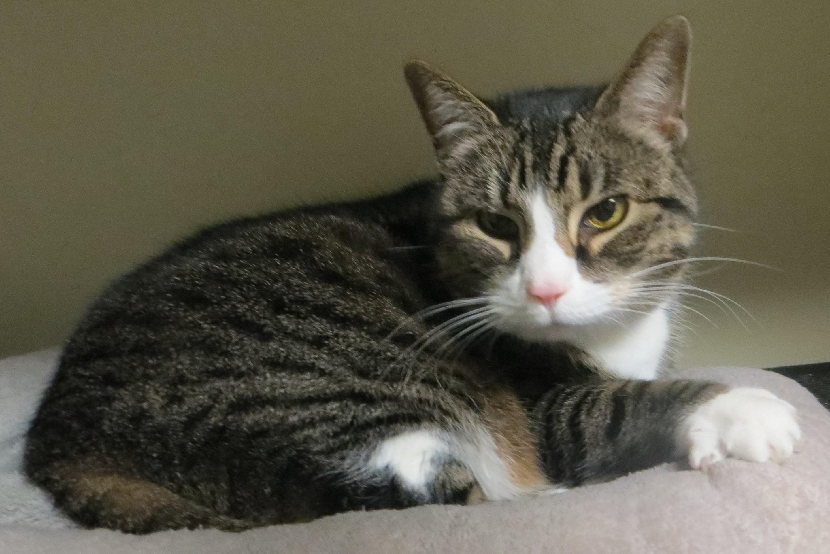 SADIE, a Adoptable Tabby in Taunton, MA image 2/6
