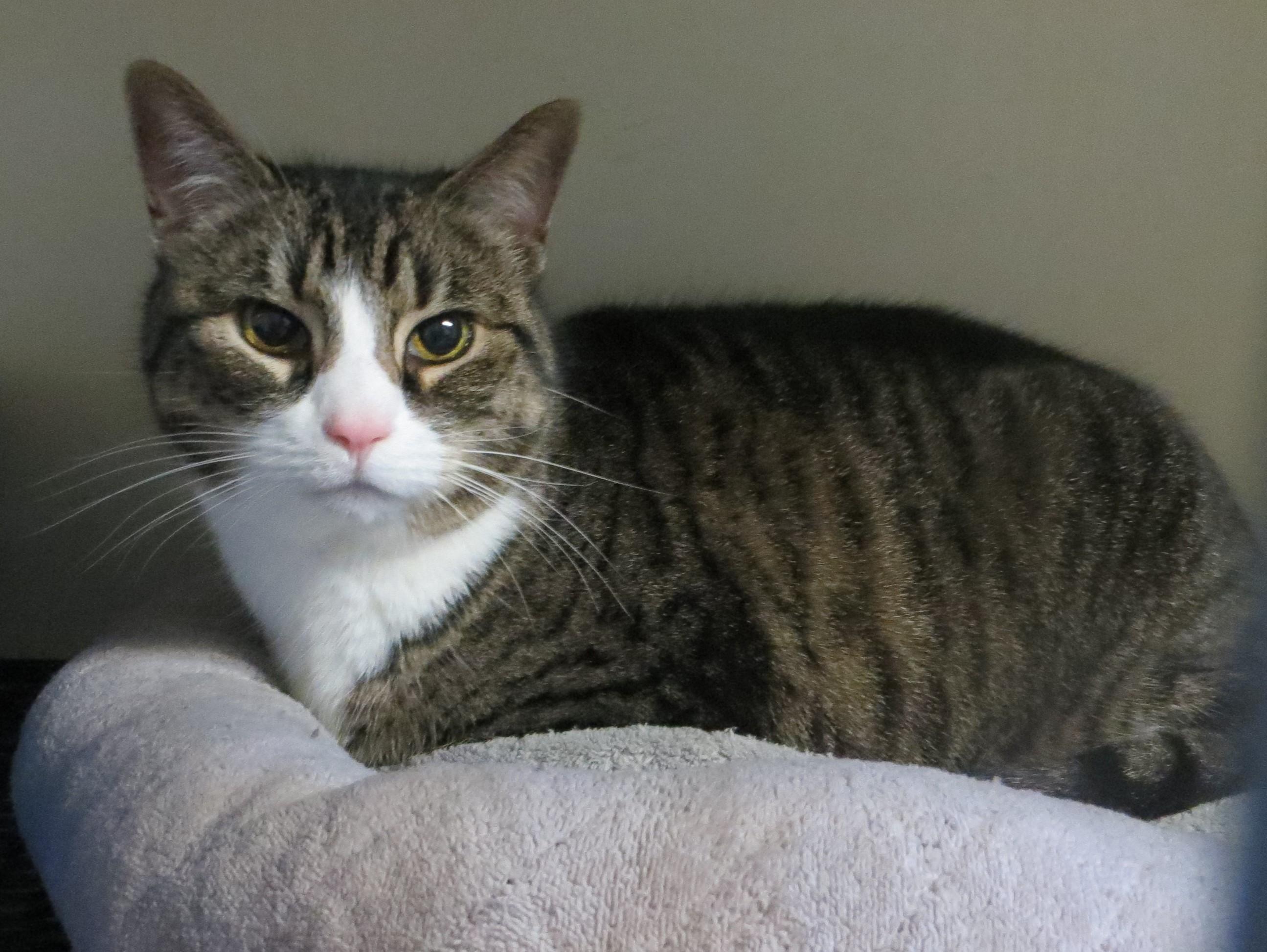 SADIE, a Adoptable Tabby in Taunton, MA image 3/6
