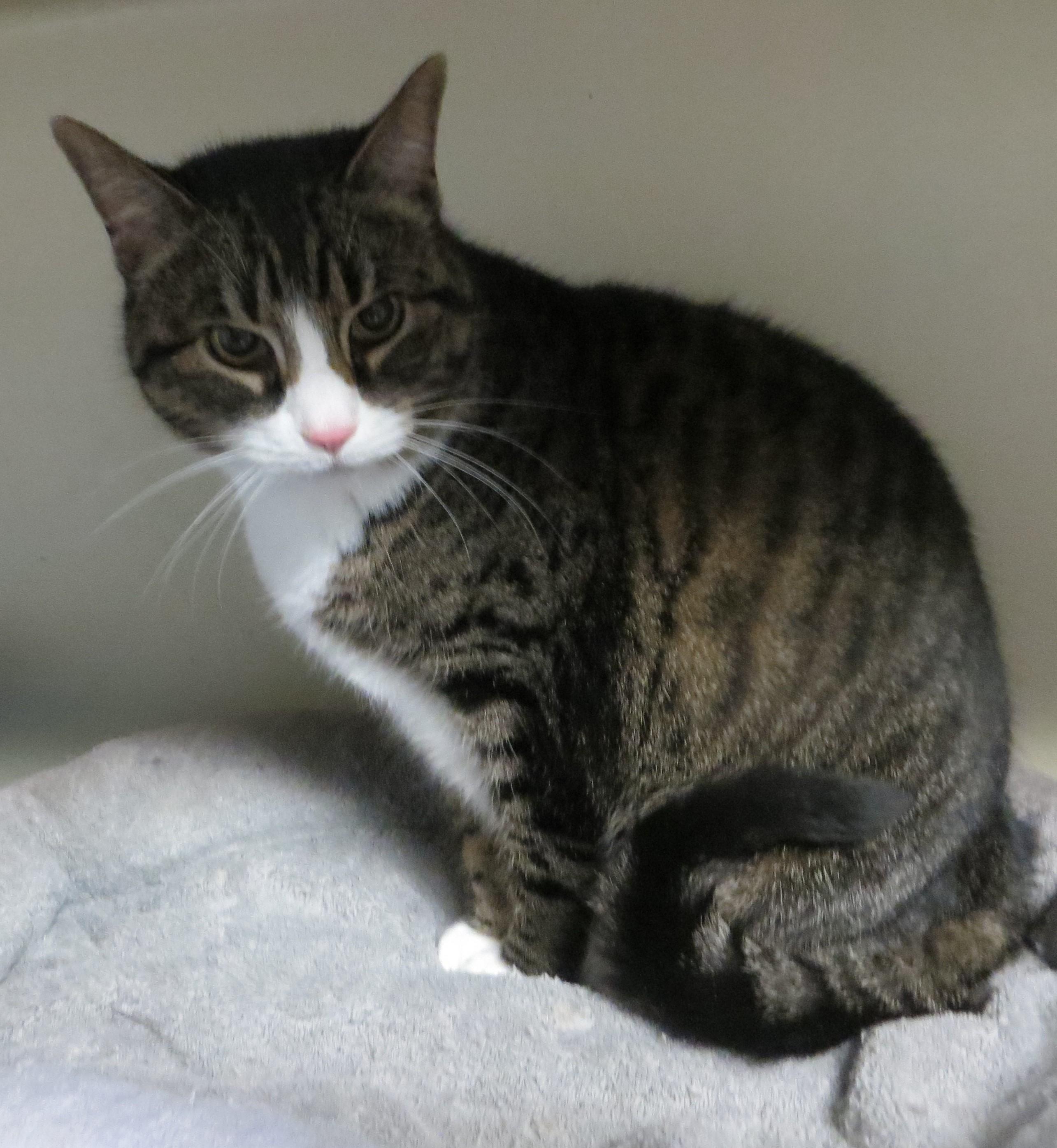 SADIE, a Adoptable Tabby in Taunton, MA image 4/6