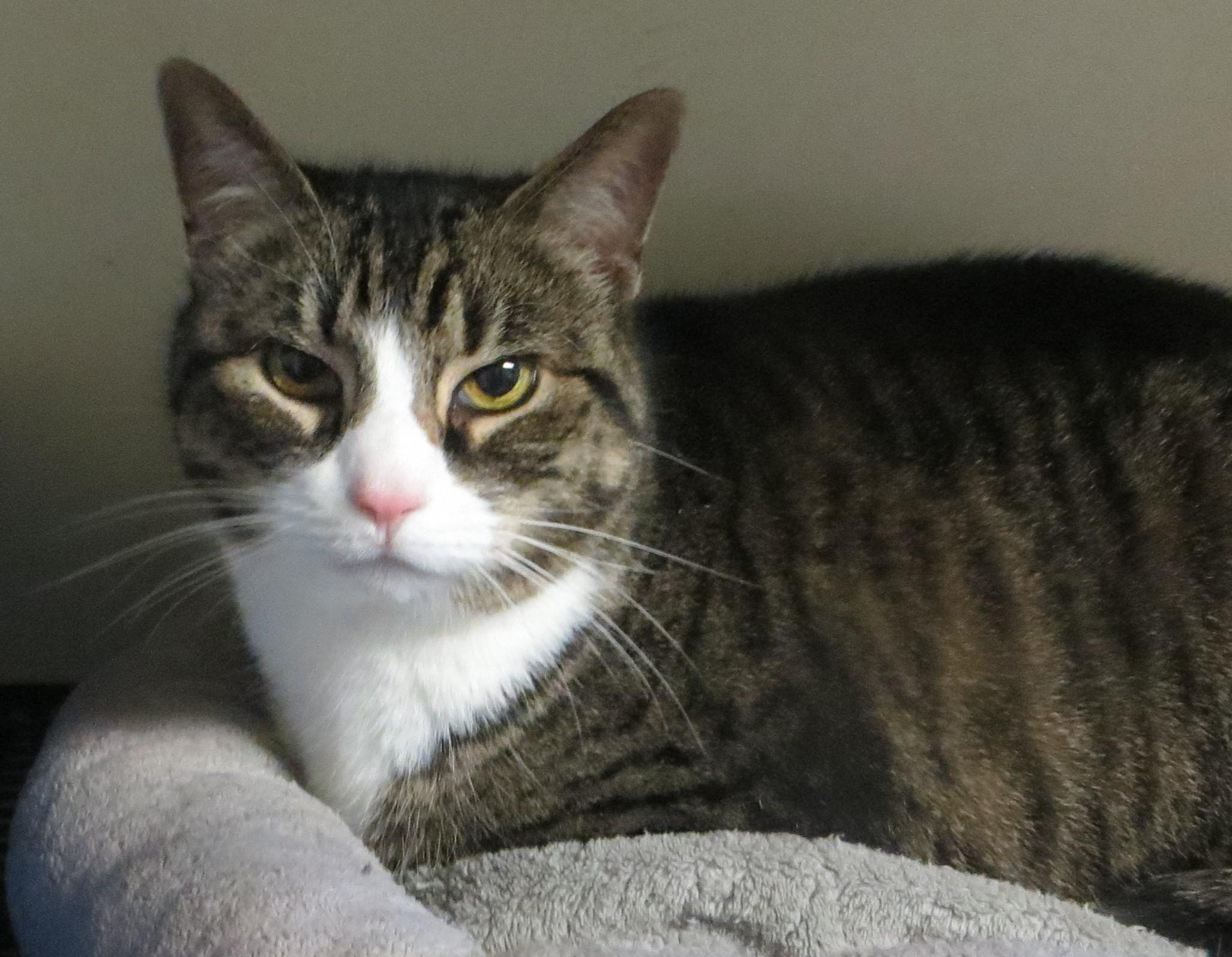 SADIE, a Adoptable Tabby in Taunton, MA image 5/6
