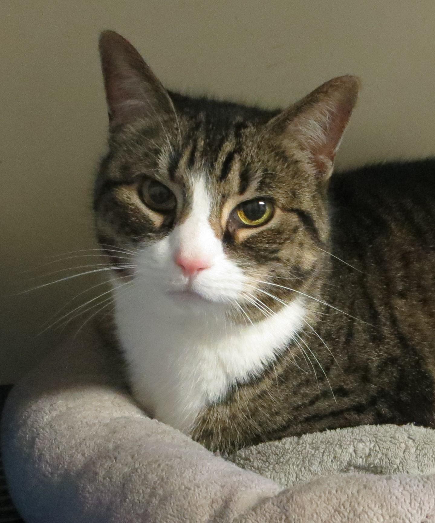 SADIE, a Adoptable Tabby in Taunton, MA image 6/6
