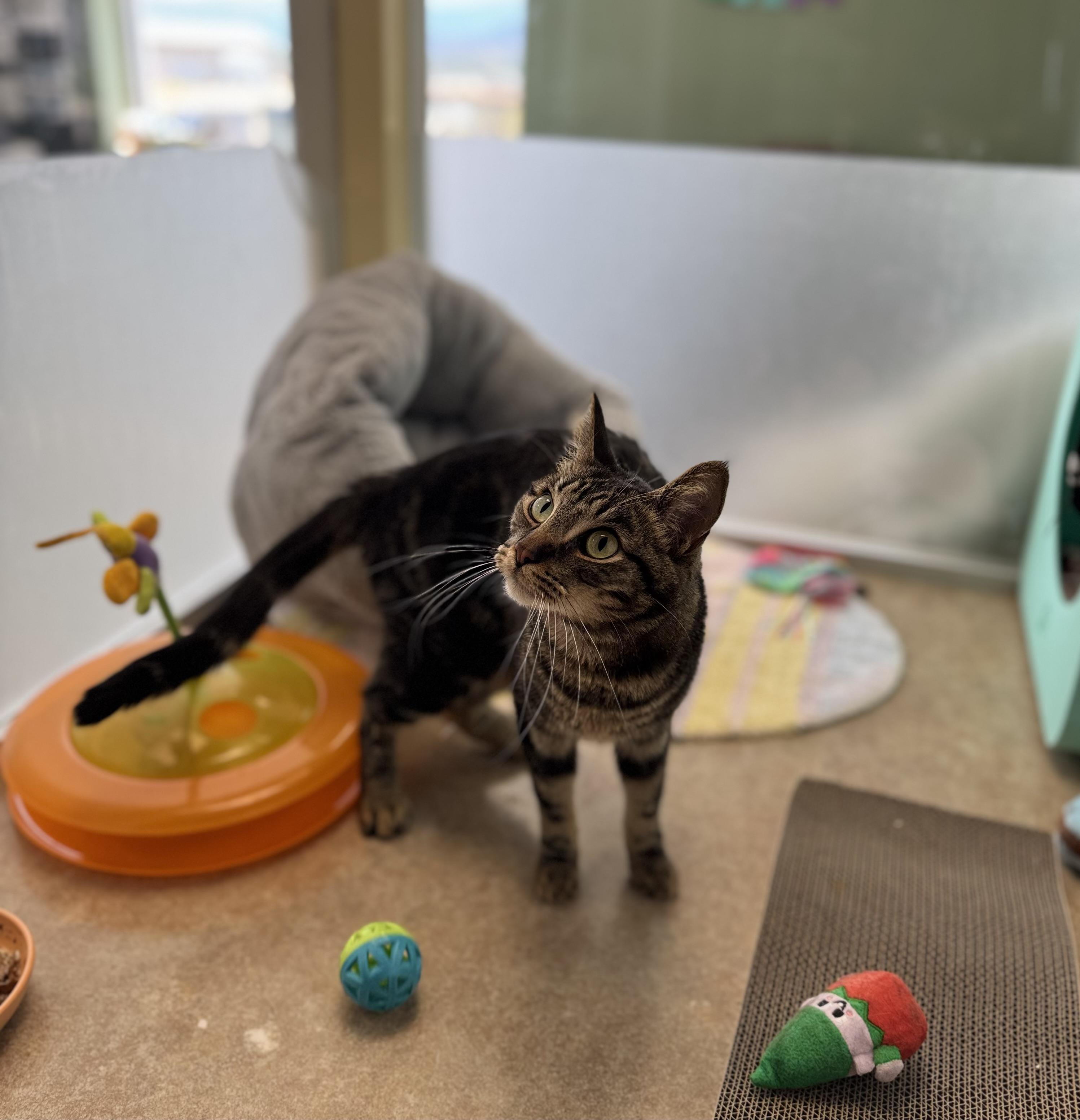 Jacob, a ADOPTABLE Domestic Short Hair in Eagle, CO image 3/5