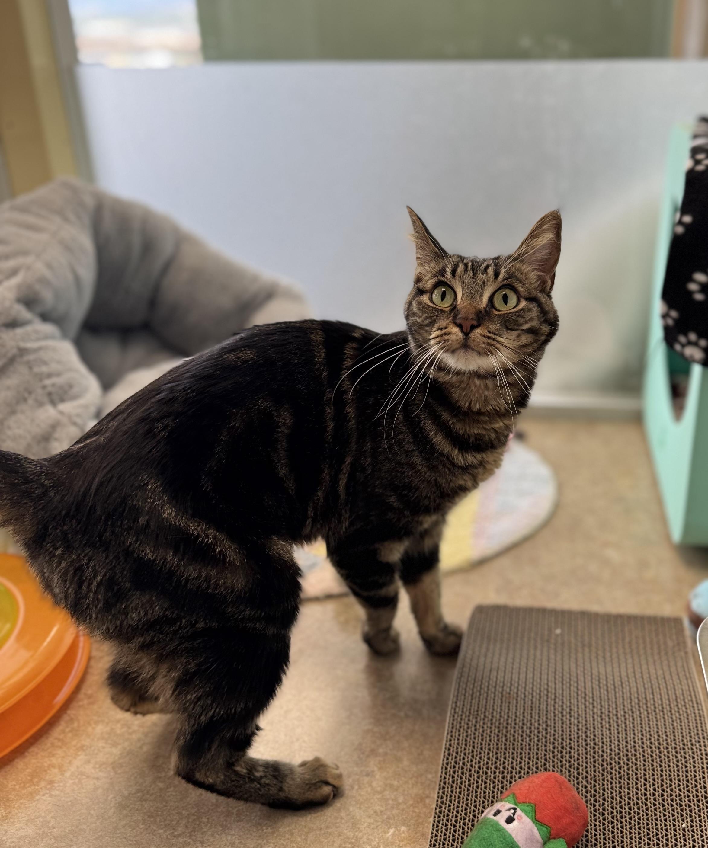 Jacob, a ADOPTABLE Domestic Short Hair in Eagle, CO image 4/5