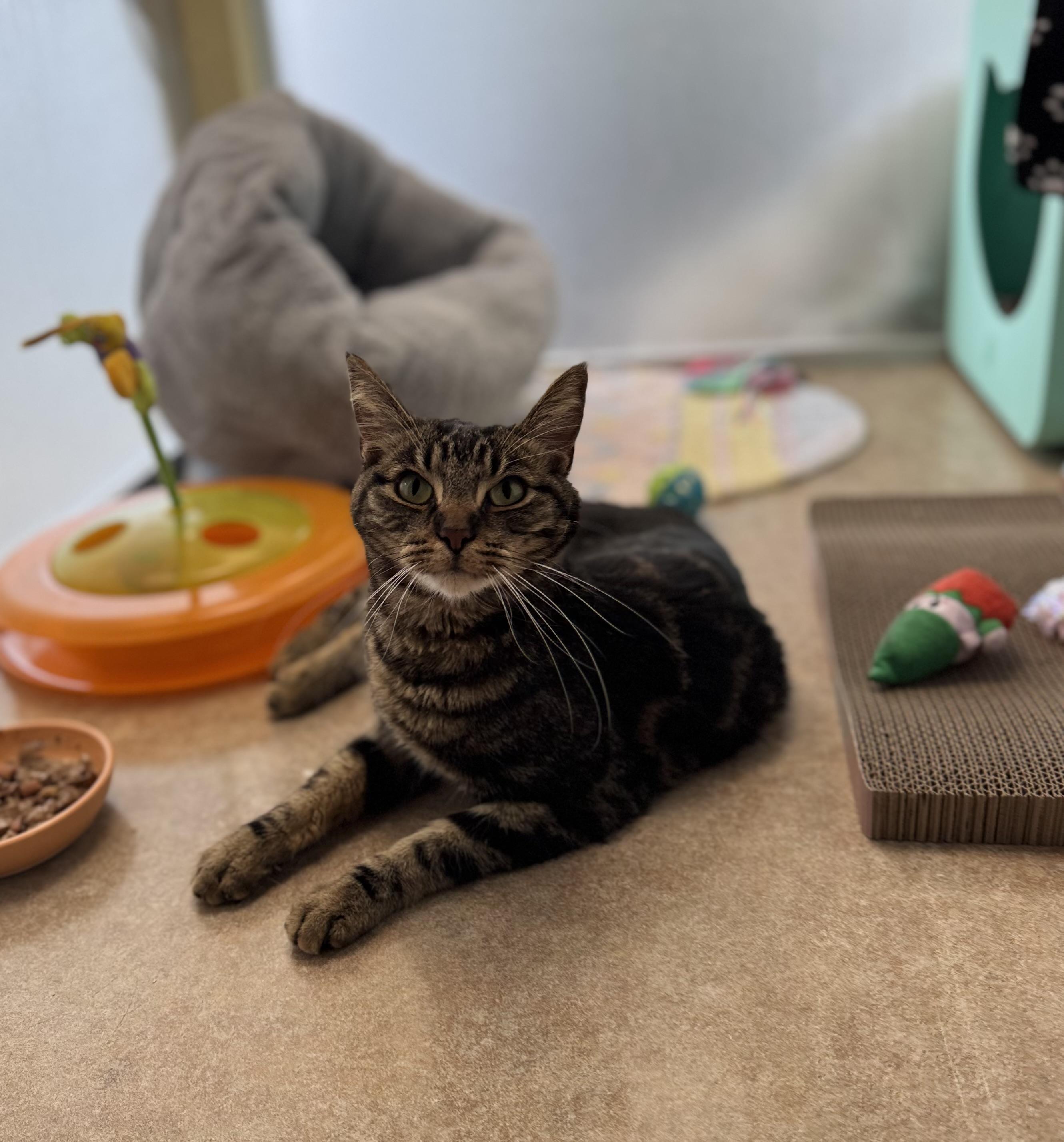 Jacob, a ADOPTABLE Domestic Short Hair in Eagle, CO image 2/5