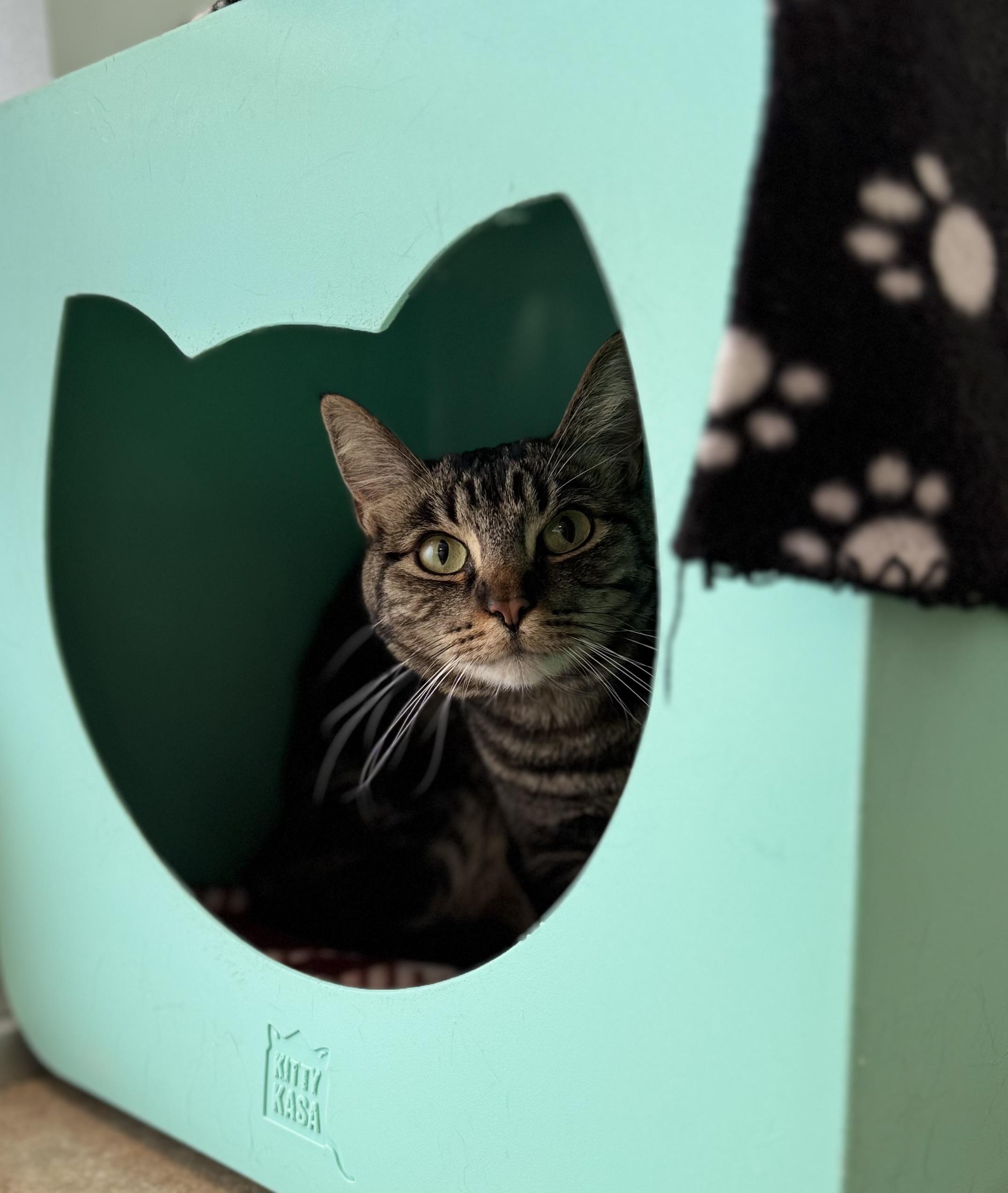 Jacob, a ADOPTABLE Domestic Short Hair in Eagle, CO image 1/5